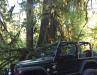 1998 Jeep Wrangler TJ on 37" Toyos, 4.88s, locked, Warn 9.5 - 7